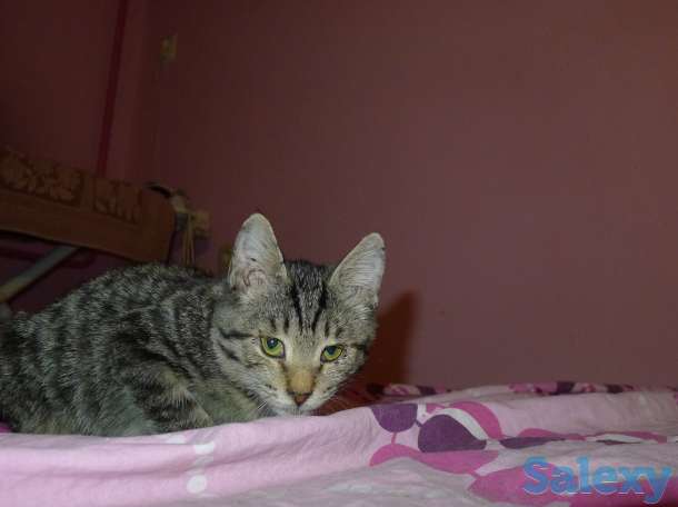 Отдам в добрые руки 2,5 месячного серого тигрового котёнка, девочку., фотография 4