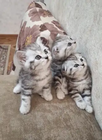 Котята породистые, фотография 2