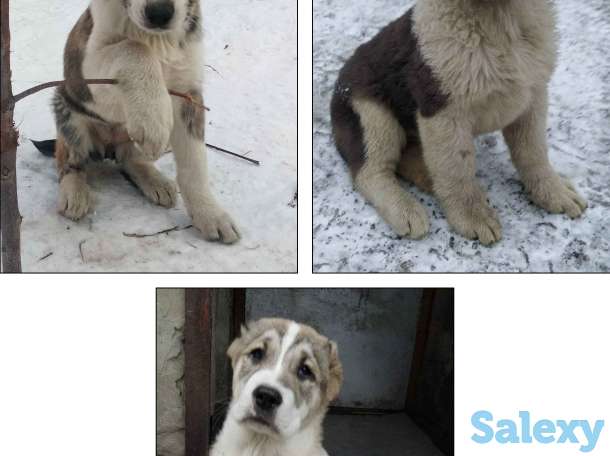 Продам щенков алабая, фотография 5