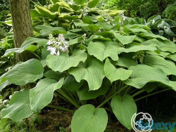 Хоста кингсайз (xl), фотография 1