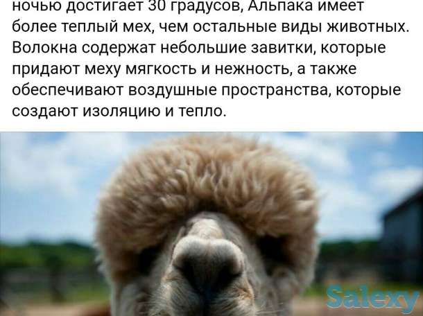 Ковры из шерсти Альпака, фотография 3