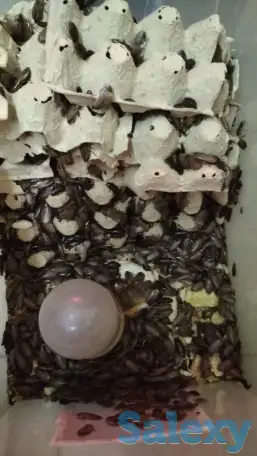 продам колонии тараканов двух видов, фотография 1