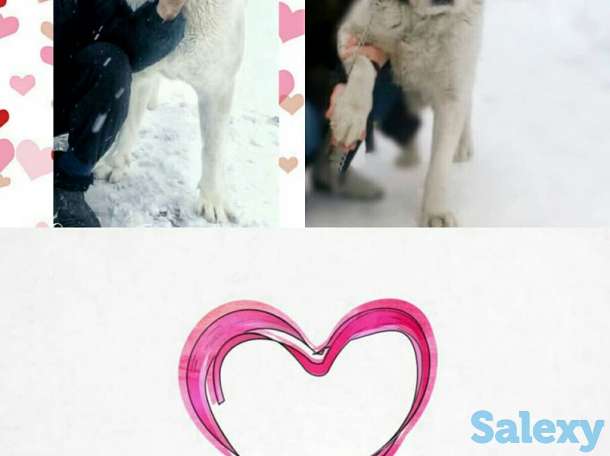 Продаются щенки САО от Ак Сункара - отец и Helisia De Wait Bonia - мать щенков., фотография 1