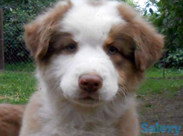 Продаются щенки Австралийской овчарки, фотография 8