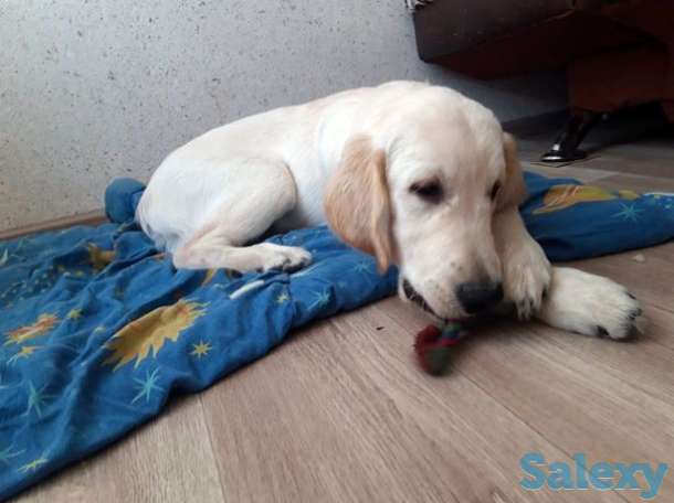 Золотистый ретривер, щенок, мальчик, фотография 1
