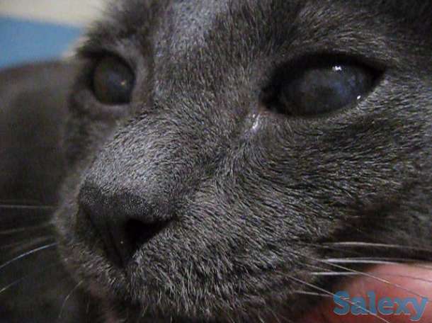 Кличка кота Нешик порода Русская голубая, фотография 1