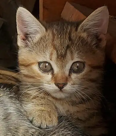 Котята-тигрята в дар, фотография 2