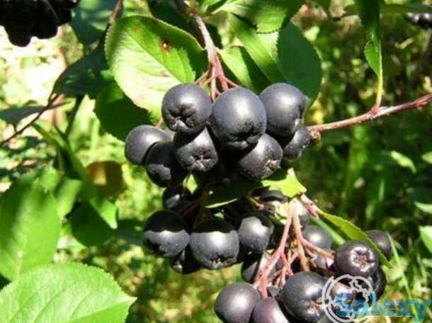 Черноплодная рябина, фотография 1