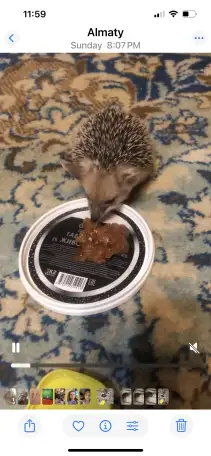 Ежик маленький ушастый, фотография 1