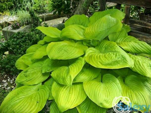 Хоста Сам энд Сабстэнс (XL), фотография 1