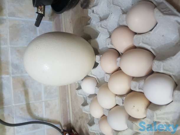 Продам страуса, фотография 1