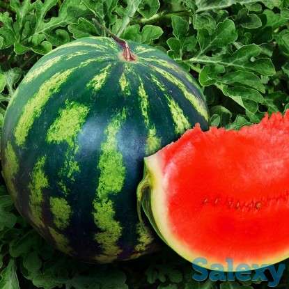 Продам рассаду арбузов, фотография 1