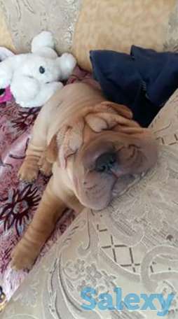 Продам щенков шарпея., фотография 1