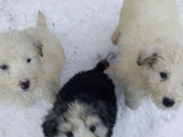 Продам щенков южнорусской овчарки, фотография 3