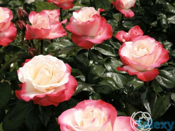 Роза Сентимент чайно-гибридная, фотография 1