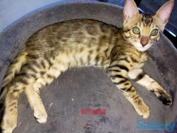 Продам бенгальских котят, фотография 1