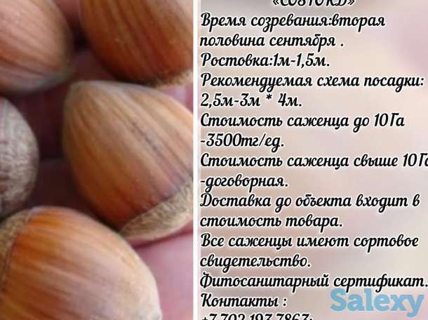 Саженец фундука Cosford (Косфорд) Сербия, фотография 1