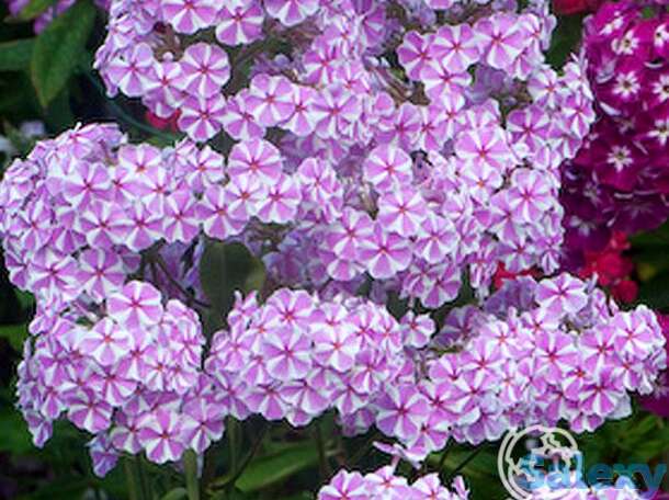 Флокс пирамидальный Наташа, фотография 1