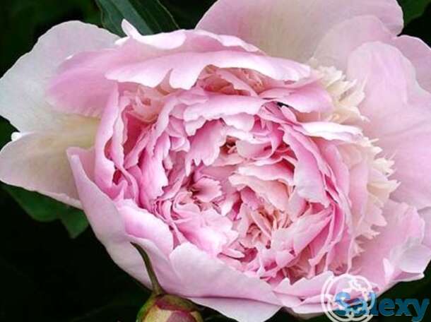 Пион мадам калот, фотография 1