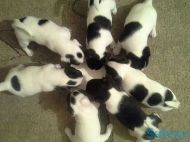 Продам щенков Джек Рассел терьера недорого от заводчика, фотография 1