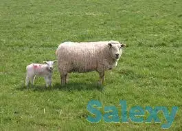 Продам овцематок, ягнят., фотография 1