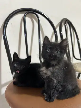 Отдам котят в хорошие руки, фотография 4