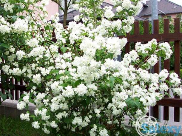 Чубушник шнеештурм, фотография 1