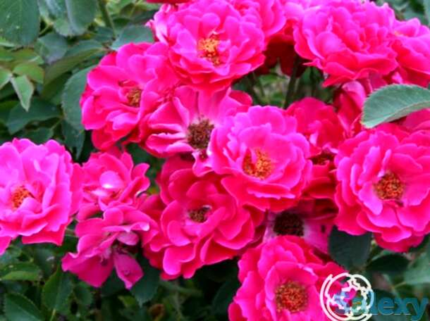 Роза джон франклин канадская парковая к/c, фотография 1