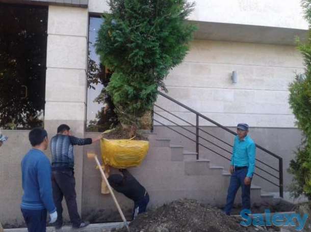 Посадка деревьев, фотография 3