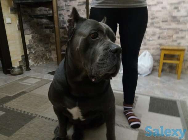 Продам алиментного щенка Кане Корсо, фотография 3