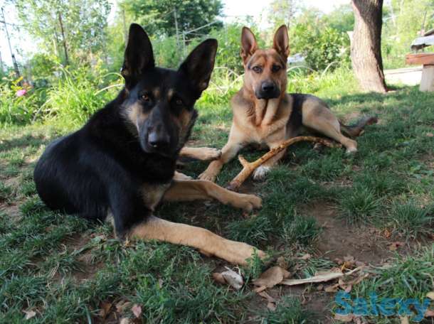 Щенки овчарки, фотография 1