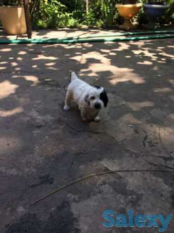 Русский охотничий спаниель, фотография 1