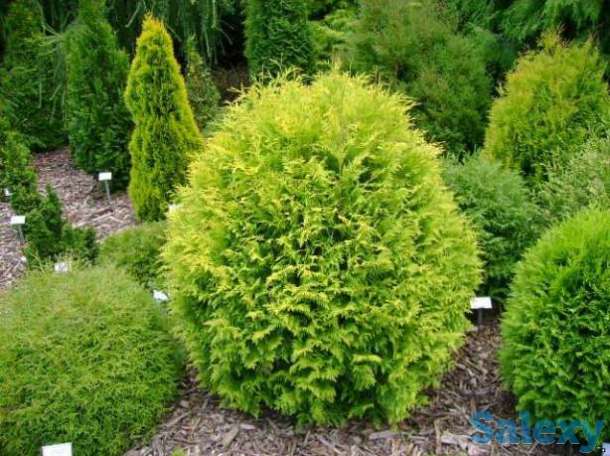 Туя западная шаровидная Вудварди Woodwardii, фотография 5
