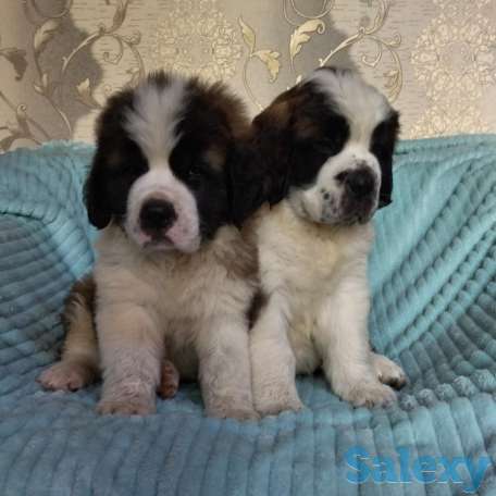 Щенки Сенбернара 1.5 мес, фотография 1