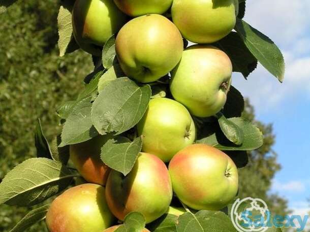 Яблоня янтарное ожерелье колоновидная 2-летка, фотография 1