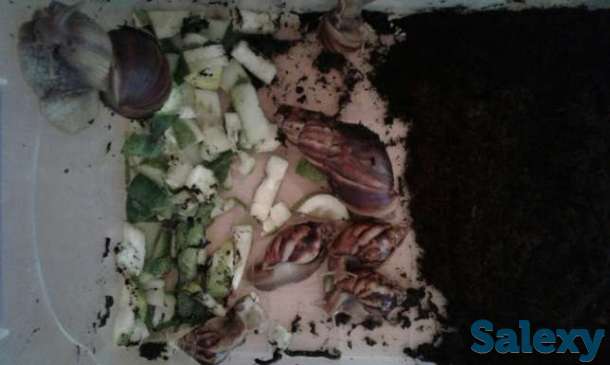 Продам улиток ахатинов, фотография 1