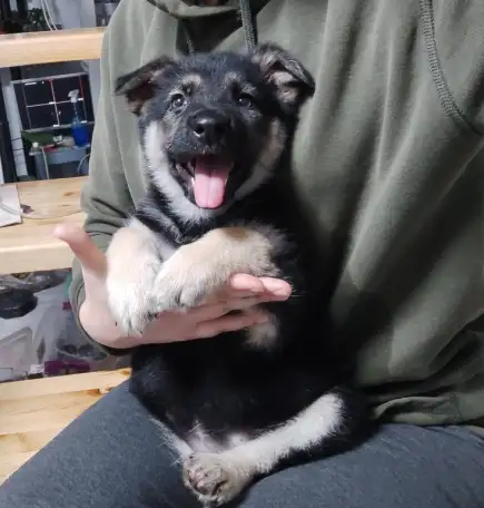 Чистокровные щенки Восточноевропейской овчарки, фотография 5