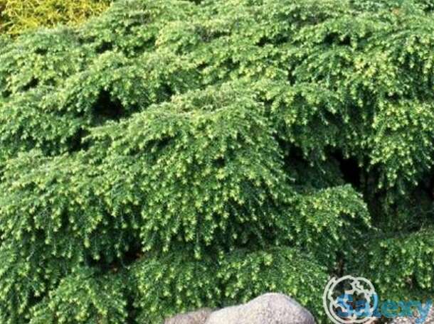 Тсуга нана канадская, фотография 1