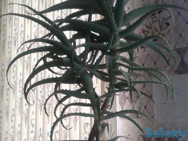 Продам Алое 3летний, фотография 1