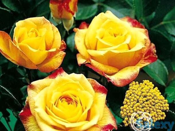 Роза генриетта чайно-гибридная, топалович, фотография 1