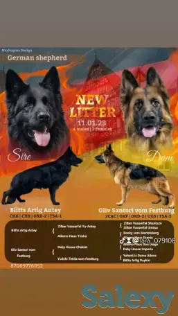 Щенки немецкой длинношерстной овчарки, фотография 9