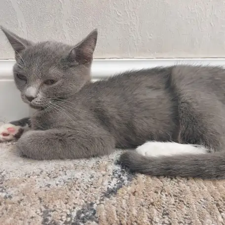 Бесплатно котята! Британец и бенгальская порода, фотография 6