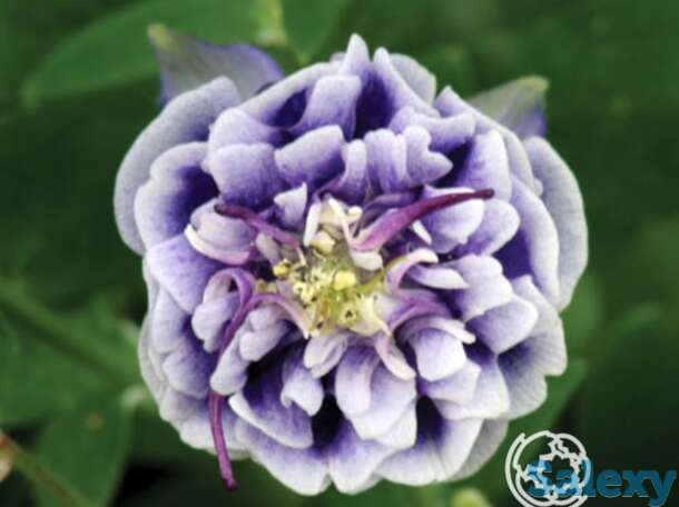 Аквилегия Дубль Блу Вайт, фотография 1