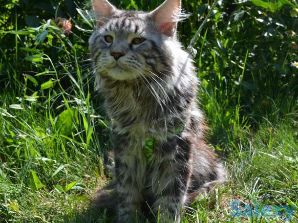 Шикарные котята Мейн-куна!, фотография 1