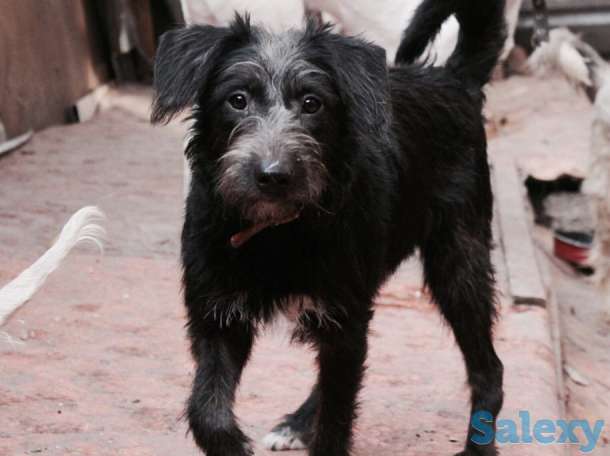 Фрейя отдается в добрые руки, фотография 1