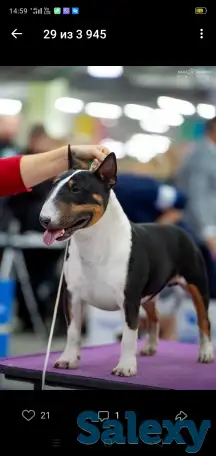 Миниатюрный бультерьер, фотография 19