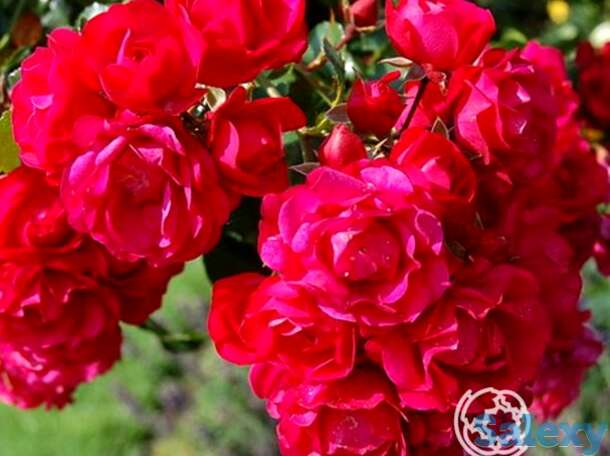 Роза гертнерфройде/тоскана, кордес, фотография 1