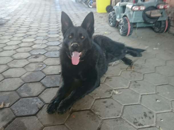 Вязка с черной немецкой овчаркой, фотография 1