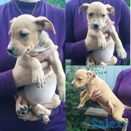 Стаффордширский терьер щенки продам, фотография 4