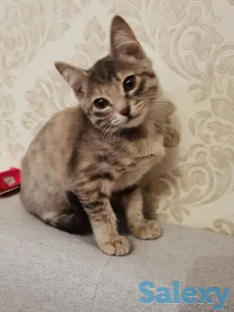 Отдам котят в хорошие руки, фотография 3